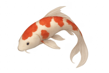 Koi fish showing white body with red spots