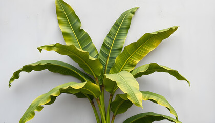 Minimalist Green Banana Leaves Plant on Light Background, Tropical Botanical Concept. Generative AI
