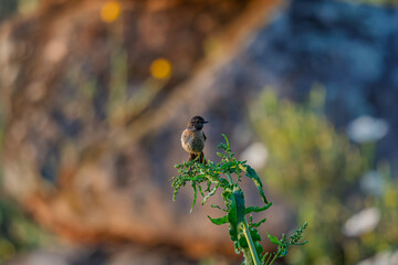 Stonechat Perched on a Stalk at Golden Hour
