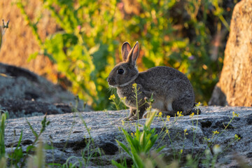 Wild Rabbit Portrait in Golden Hour Light