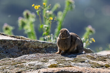 Wild Rabbit Huddled on a Mossy Rock