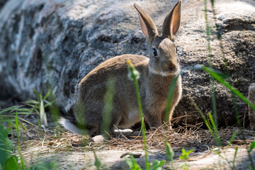 Alert Wild Rabbit Peeking from Behind Grass
