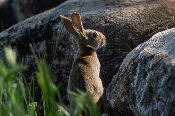 Alert Wild Rabbit Standing Erect Against a Boulder