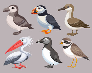 Collection of colorful seabirds. Frigatebird, albatross, cormorant, puffin, skua and others. Ornithology Illustration.