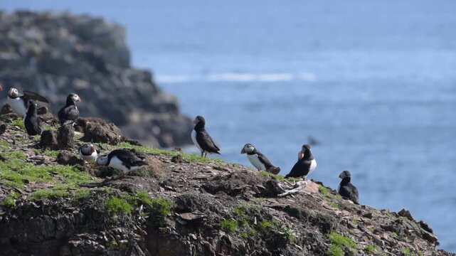 A group of Atlantic Puffin (Fratercula arctica), with walking, flying and take off brids, of the bird colony of Elliston on the Bonavista Peninsula (Newfoundland, Canada)