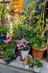 Colorful potted plants and flowers arranged outside a wooden house, creating a charming small garden corner