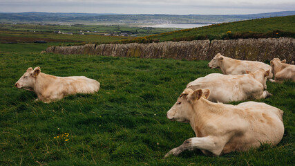 Cows grazing on the Cliffs of Moher, County Clare, Ireland.