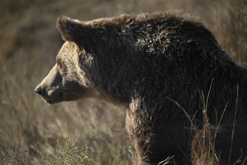 brown bear sitting and watching his surrounding carefully, big european brown bear in the alps