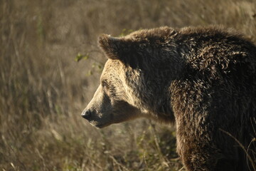 european brown bear feeding on berries and something else to eat, 