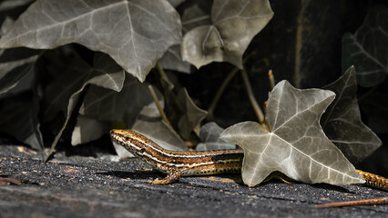 A Common Wall Lizard Behind Ivy (Podarcis Muralis)