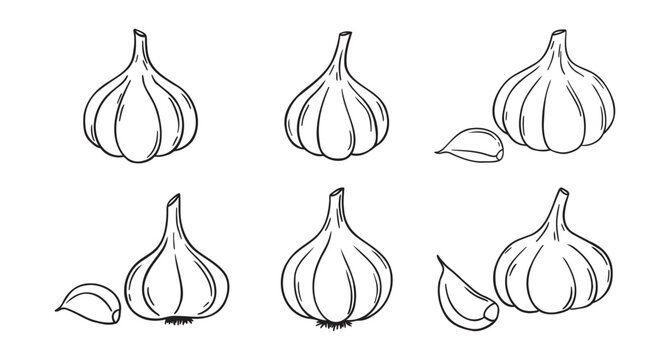 garlic doodle hand drawn icon set. Outline drawing garlic line clipart symbol collection