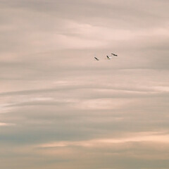 hree Birds In A Soft Sunset Sky Flying Together Over Calm Pastel Clouds