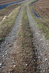 春の地面のテクスチャ