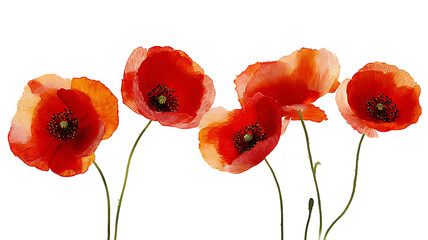 Beautiful poppies flowers on white background 