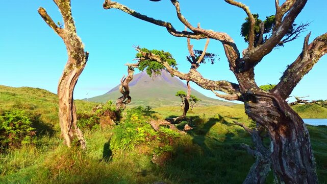Mount Pico, Azores Juniper and Lake Lagoa do Capitao in Sunny Morning. Pico Island, Azores. Portugal. Aerial View. Drone Moves Forward Between Trees at Low Level