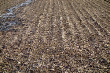 春の地面のテクスチャ