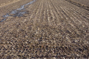 春の地面のテクスチャ
