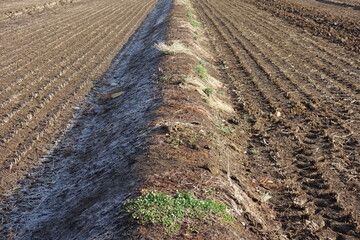 春の地面のテクスチャ