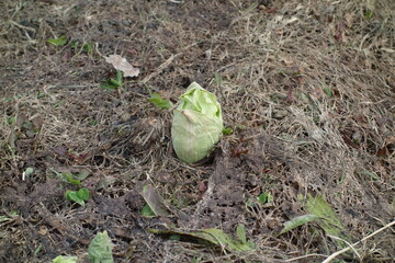 春のフキノトウ