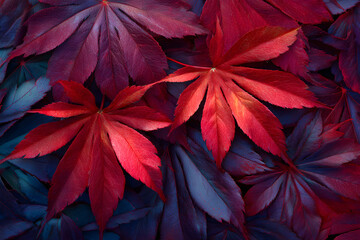 Mesmerizing Symphony of Naure: Explore the Alluring eauty of Deep Red Autumn Laves in Full Bloom, Paintig the Landscape with Vibrat Hues of Crimson and Scaret