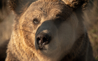 close up of a bear caged in a zoo