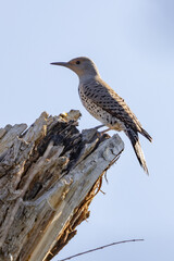 Northern Flicker