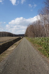 春の森のテクスチャ