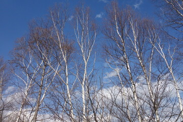 春の森のテクスチャ