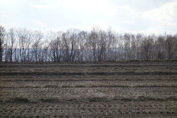 春の森のテクスチャ