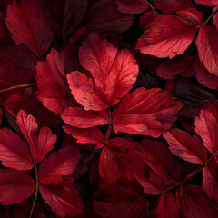 Mesmerizing Symphony of Naure: Explore the Alluring eauty of Deep Red Autumn Laves in Full Bloom, Paintig the Landscape with Vibrat Hues of Crimson and Scaret