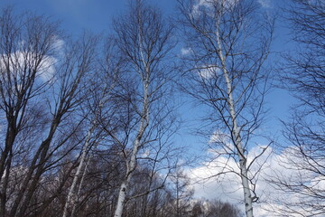 春の森のテクスチャ