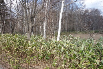 春の森のテクスチャ