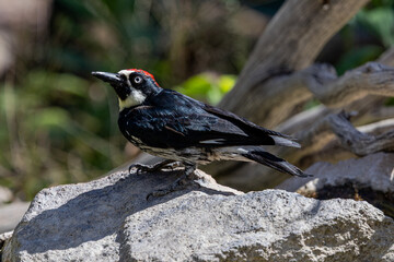 Acorn Woodpecker on rock