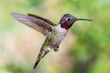Anna's hummingbird in flight