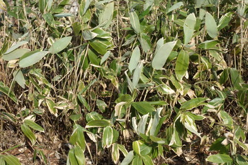 春の森のテクスチャ