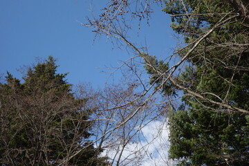 春の森のテクスチャ