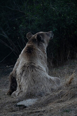 brown bear cub waking up from afternoon rest, brown bear in low color black and white