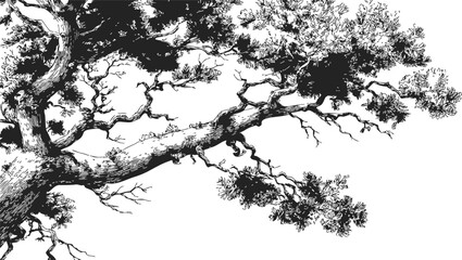 Fototapeta premium Tree branch sketch, hand drawn vector with detailed leaves and textured bark — stock vector