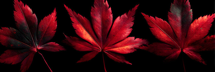 Mesmerizing Symphony of Naure: Explore the Alluring eauty of Deep Red Autumn Laves in Full Bloom, Paintig the Landscape with Vibrat Hues of Crimson and Scaret