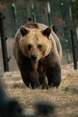 brown bear in zoo, caged with high voltage security fence