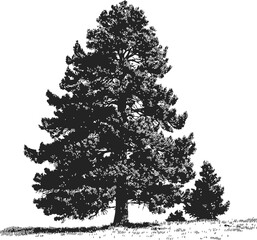 Fototapeta premium Pine tree sketch hand drawn style with detailed branches and grass — stock vector