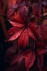 Mesmerizing Symphony of Naure: Explore the Alluring eauty of Deep Red Autumn Laves in Full Bloom, Paintig the Landscape with Vibrat Hues of Crimson and Scaret