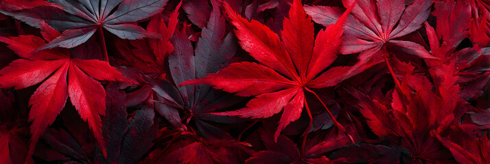 Mesmerizing Symphony of Naure: Explore the Alluring eauty of Deep Red Autumn Laves in Full Bloom, Paintig the Landscape with Vibrat Hues of Crimson and Scaret