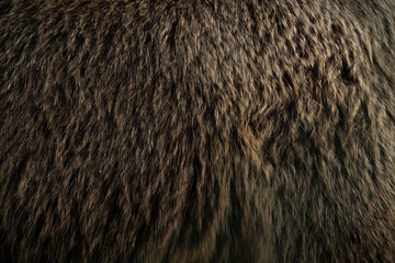 brown bear fur texture close up skin and hair of a wild bear