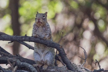 Squirrel on stick pile