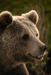 brown bear portrait from the side with a teddy bear like ears and appearance, close up of a big brown bear