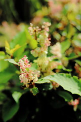 岐阜県揖斐川町の小さいお花