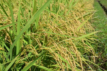 黄金色に稔った稲穂