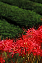 岐阜県池田町の茶畑と赤の濃い彼岸花