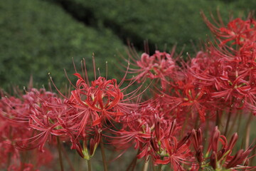岐阜県池田町の茶畑と彼岸花